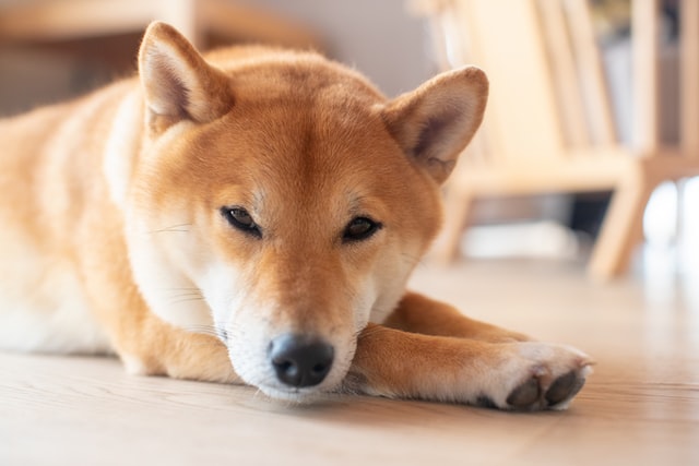 動画 天然記念物の 日本犬 全７種紹介 絶滅した 越の犬 も解説 犬物語のつれづれグサッ